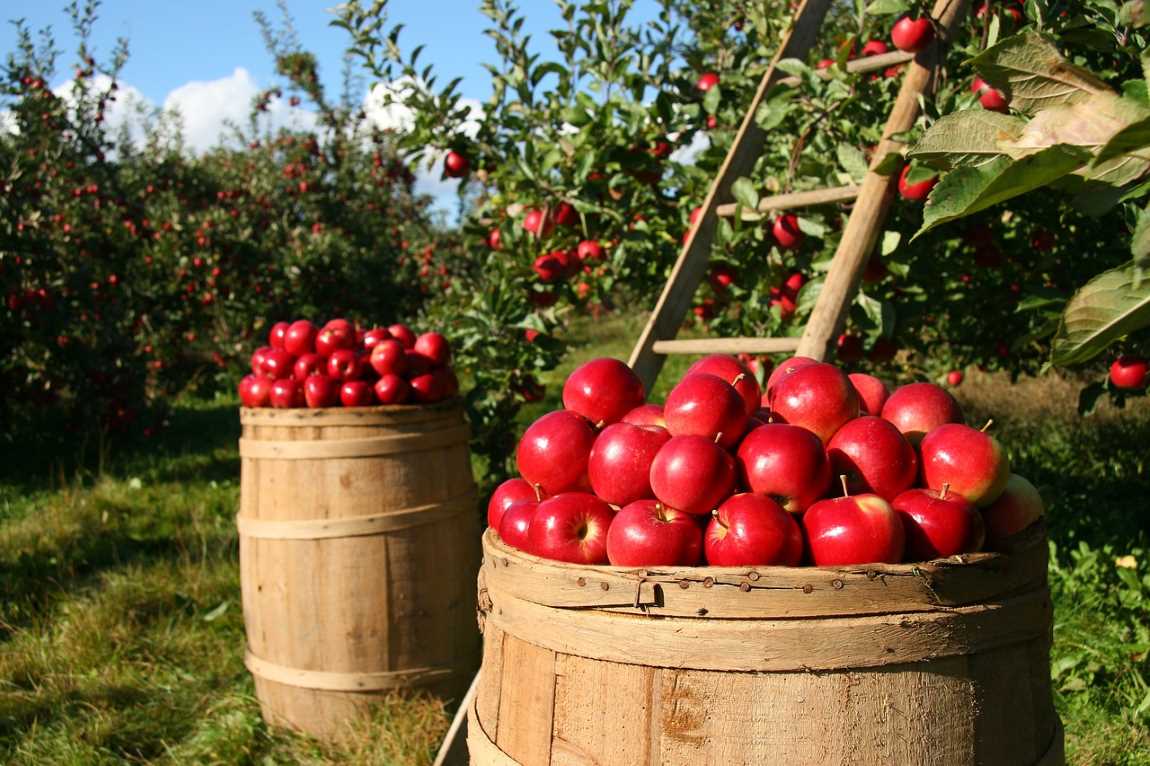 How to Make Your Orchard More Productive